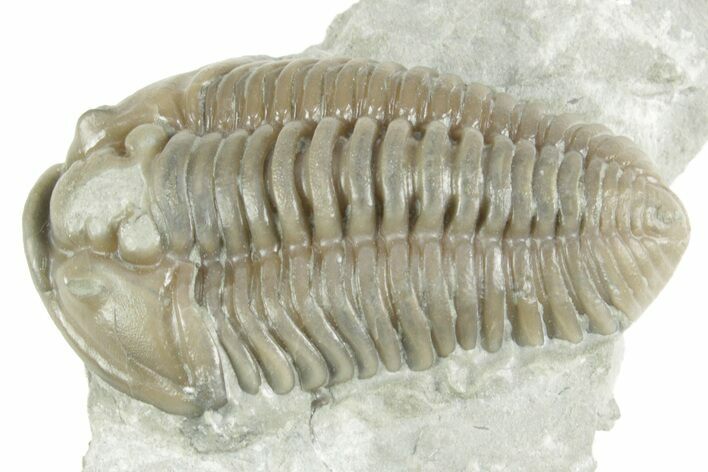 Fossil Flexicalymene Trilobite - Mt Orab, Ohio #380320